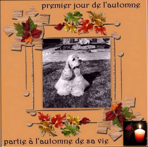  en memoire de mes chiens disparus