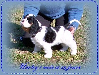 CHIOT Harley